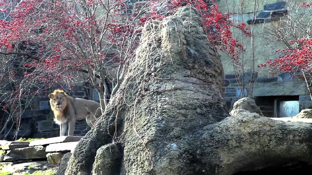 New African Lion at Philly Zoo Checks Out His Den