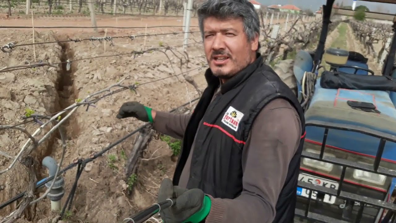 Üzümlere damlama sulama hortumları çektim, damlama sistemi nasıl kurulur