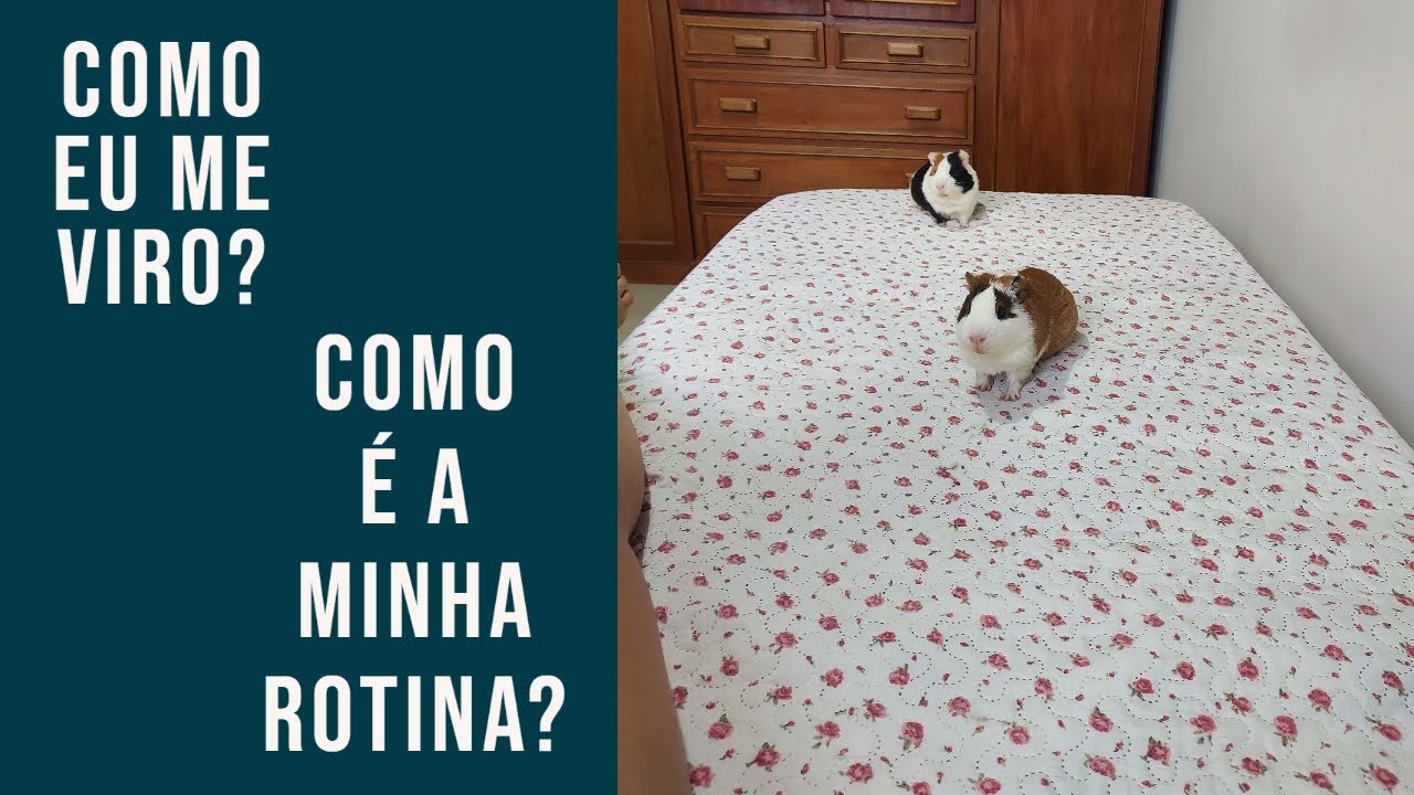 UM DIA DE SEMANA COM MEUS PORQUINHOS, COMO EU FAÇO PARA CUIDAR DELES? ROTINA!