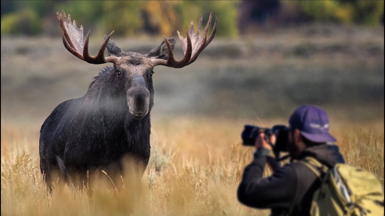 Фотосъемка дикой природы в национальном парке Гранд-Титон — лось-самец — Nikon Z9