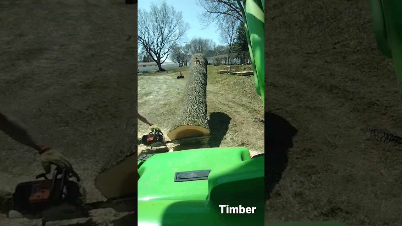 TIMBER | another ash tree bites the dust #emeraldashborer