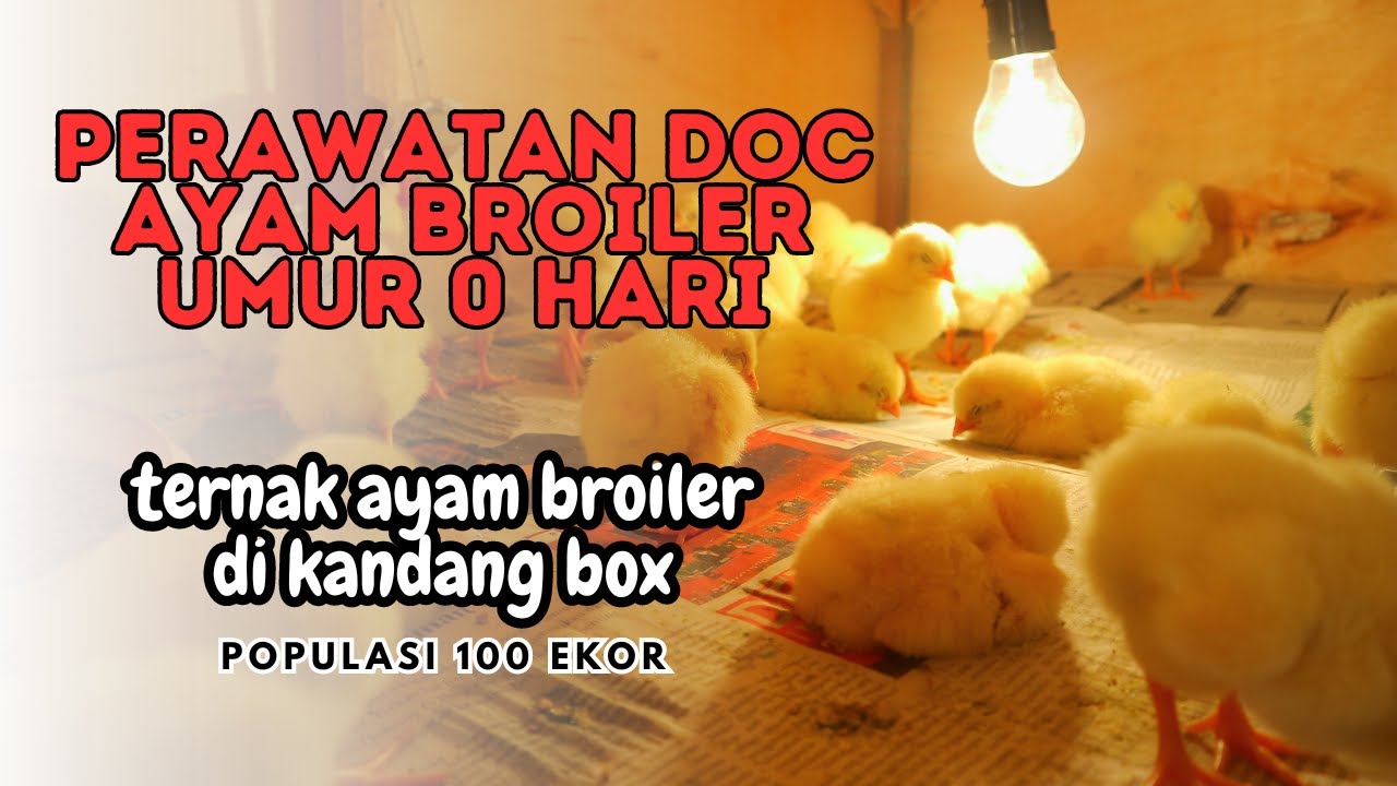 Ternak Ayam Broiler 100 Ekor - Persiapan Kedatangan DOC Ayam Broiler
