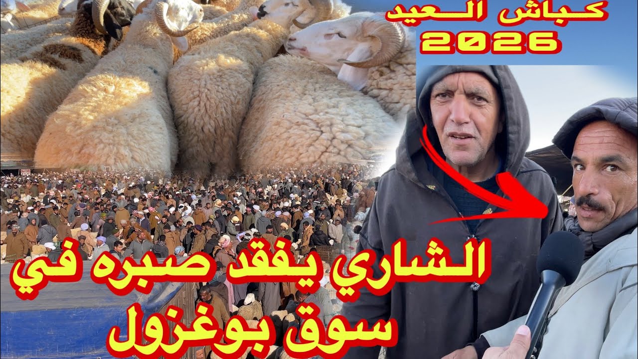 شاري الخرفان يفقد صبره في سوق المواشي اليوم من بوغزول في أسعار كباش العيد 2026