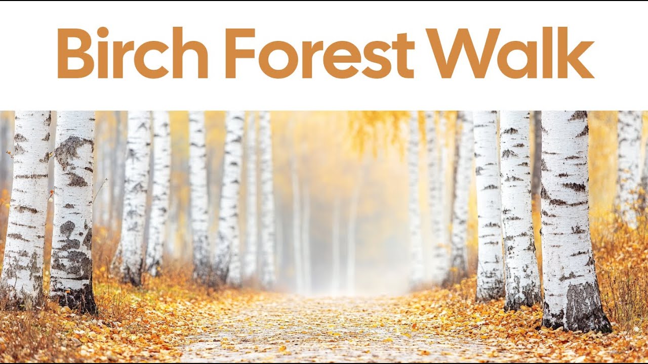 Birch Forest Walk | Calm Nature Ambience for Relaxation & Focus