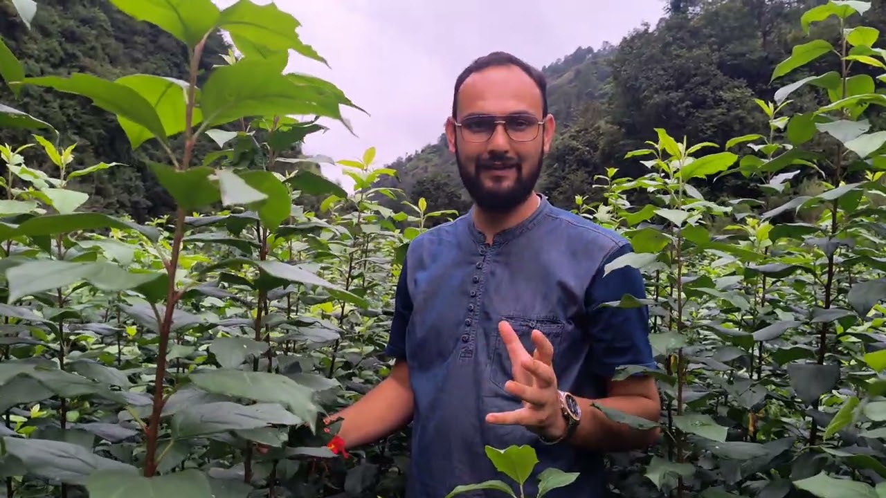 Geneva 969 rootstocks for January 2026 || Nursery performance, grades and rates || Prashaant Sehta 