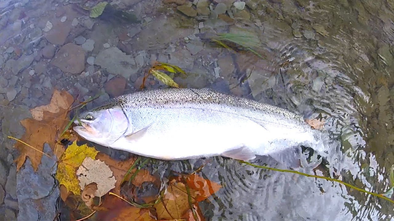 Erie Steelhead: Tips and Techniques for Elk and Walnut Creek