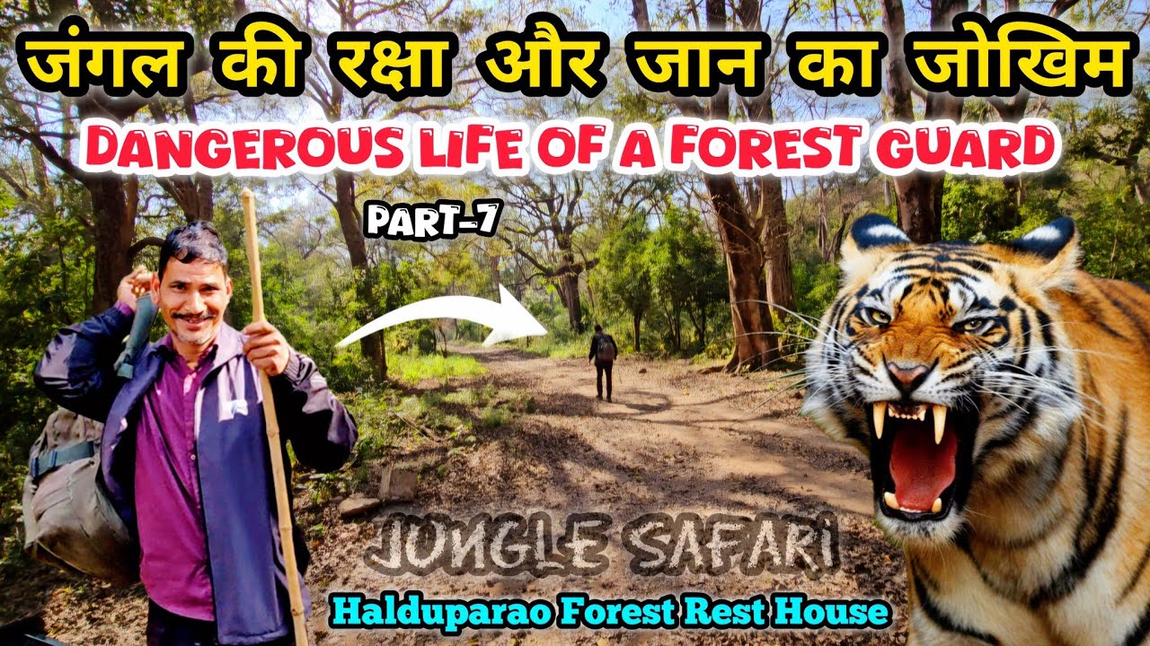 Secrets of the Halduparao Forest: An Epic Safari Adventure