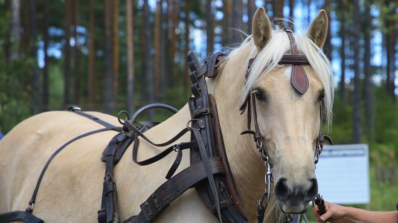 Nordsvenska hästens dag 2022