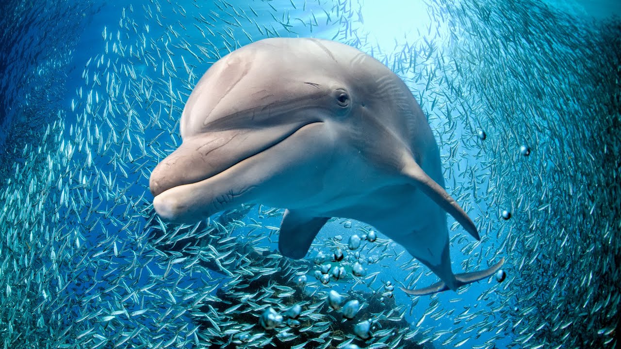 Засыпать через 30 МИНУТ | Восстановление разума и тела | Избавьтесь от страхов из подсознания