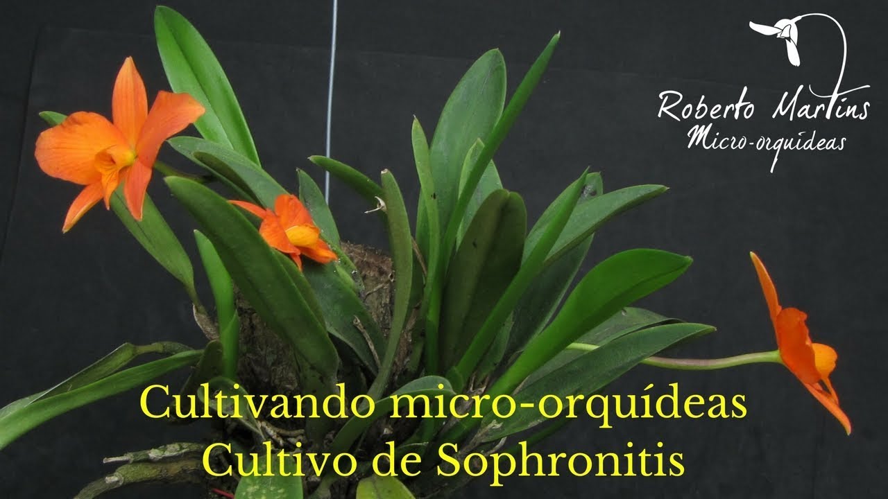 Cultivando micro-orquídeas - Cultivo de Sophronitis