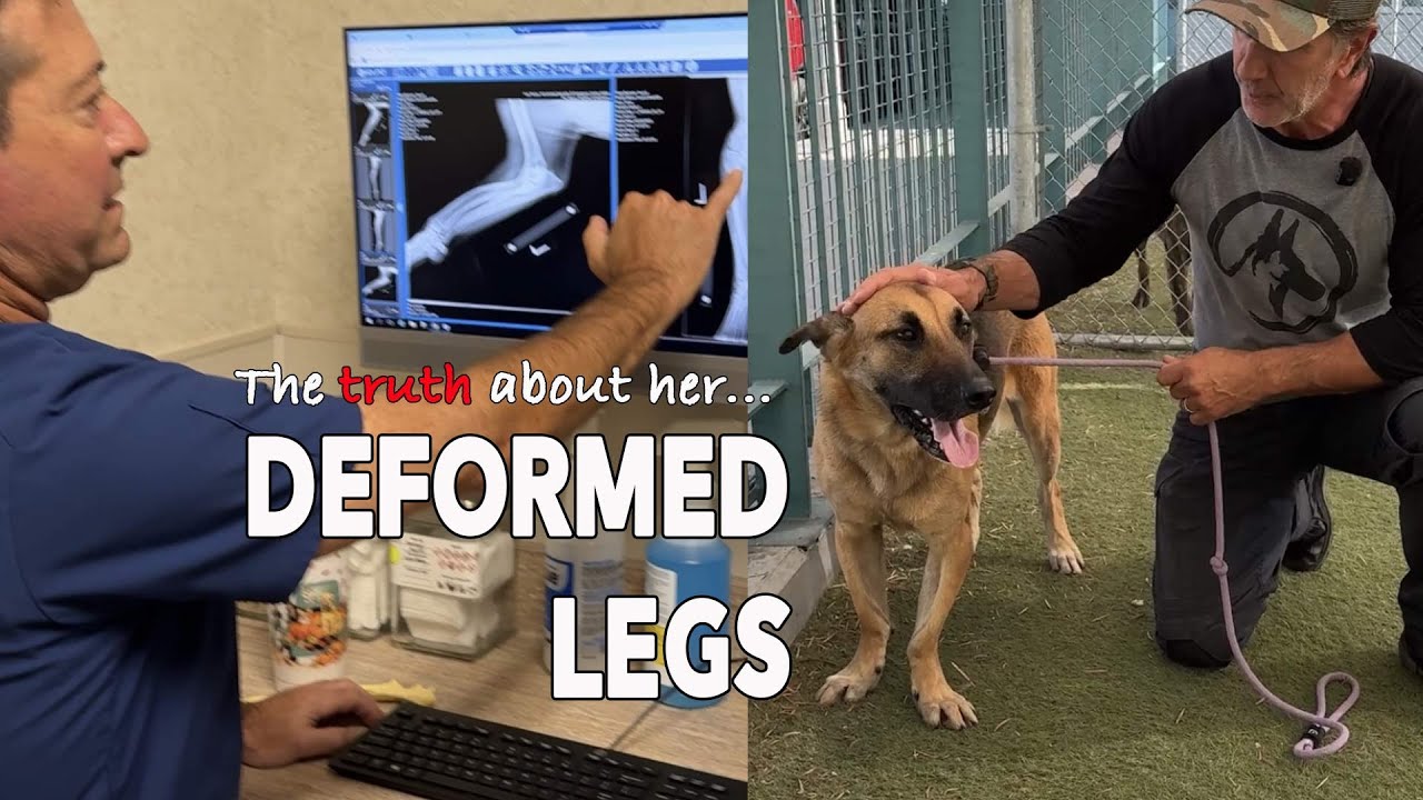 This German Shepherd with Deformed Legs Is SO LOVING!