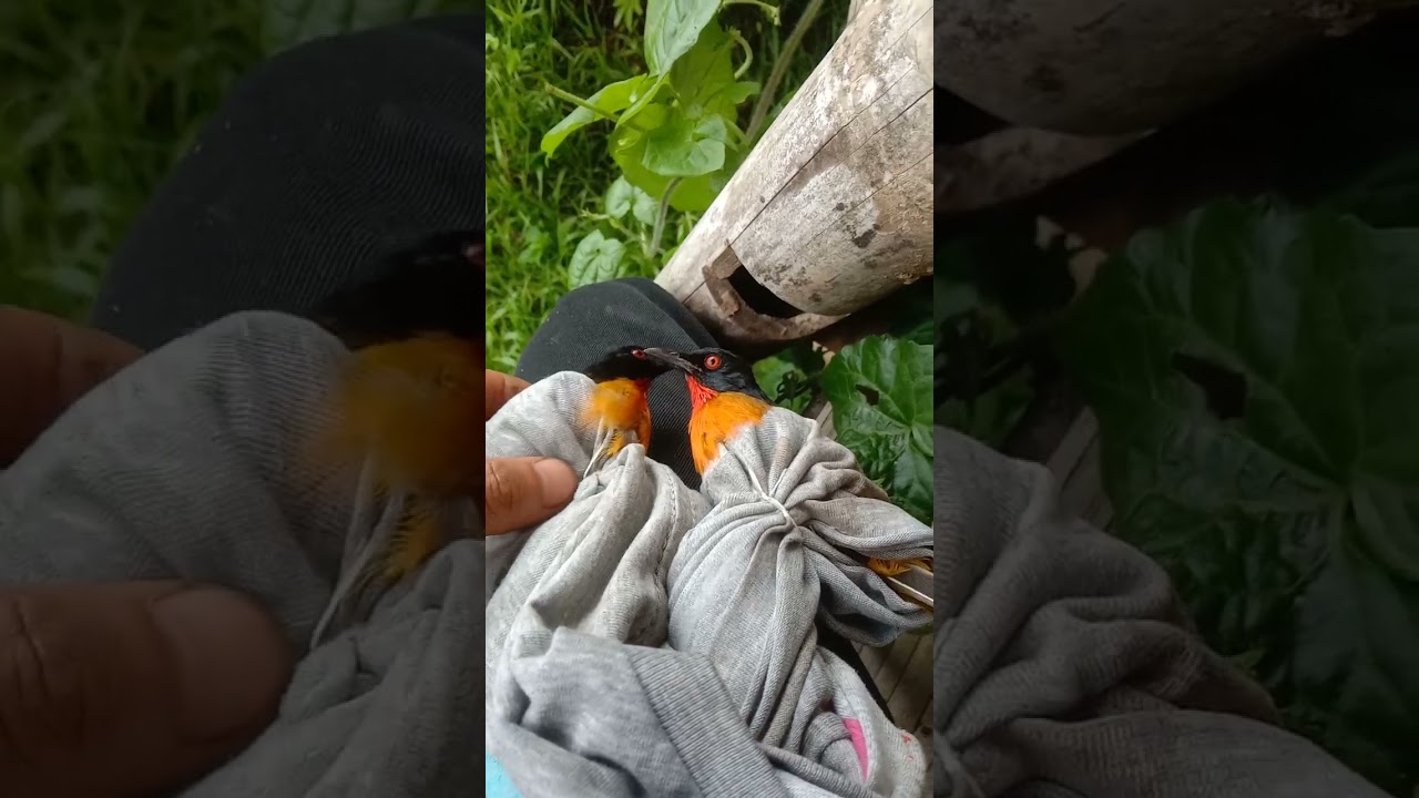 cara membedakan kutilang emas jantan dan betina