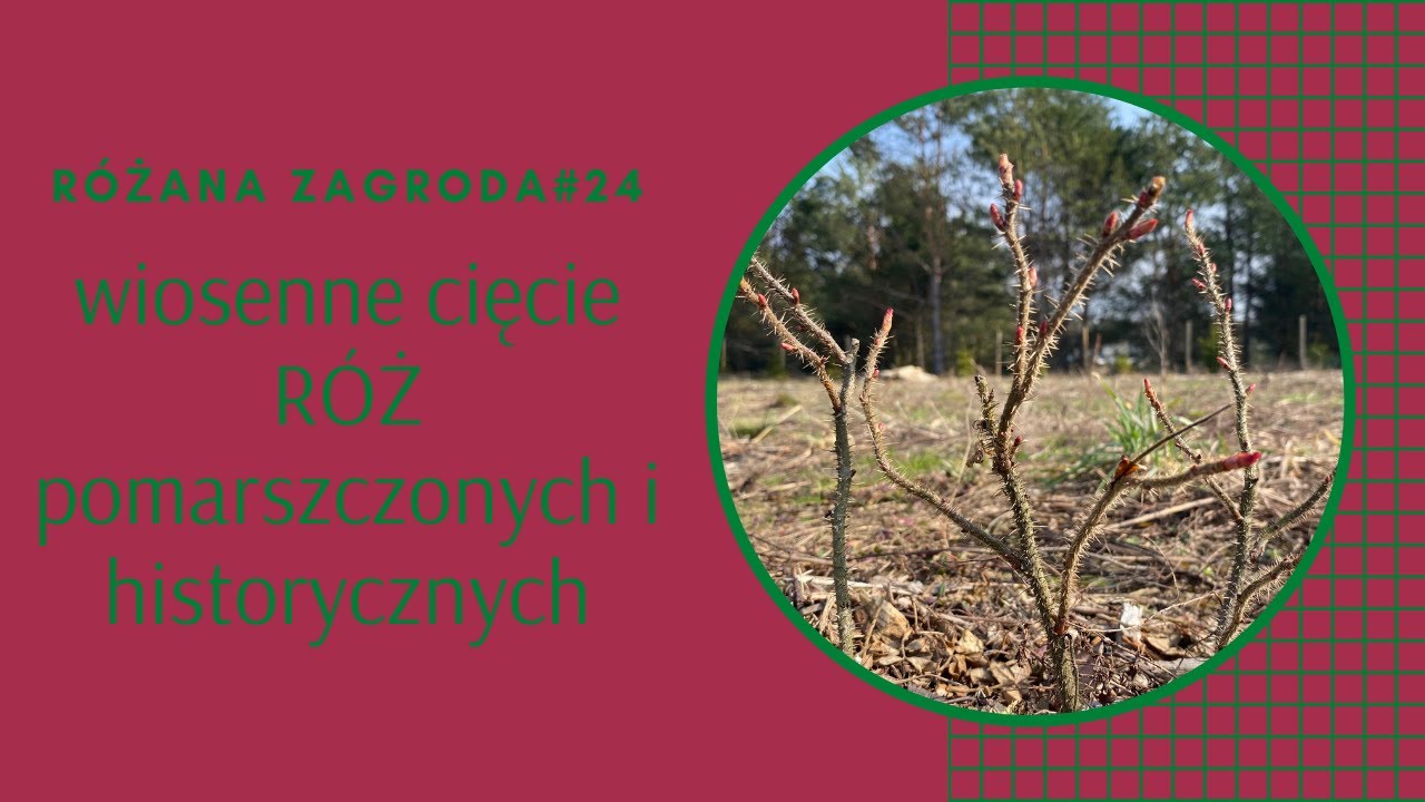 Wiosenne cięcie młodych sadzonek róż: pomarszczonych i historycznych. Różana Zagroda odc.24