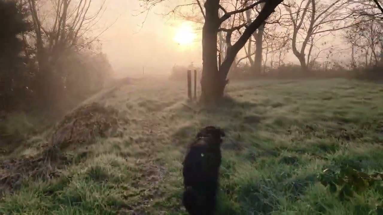 Golden misty morning bird concert