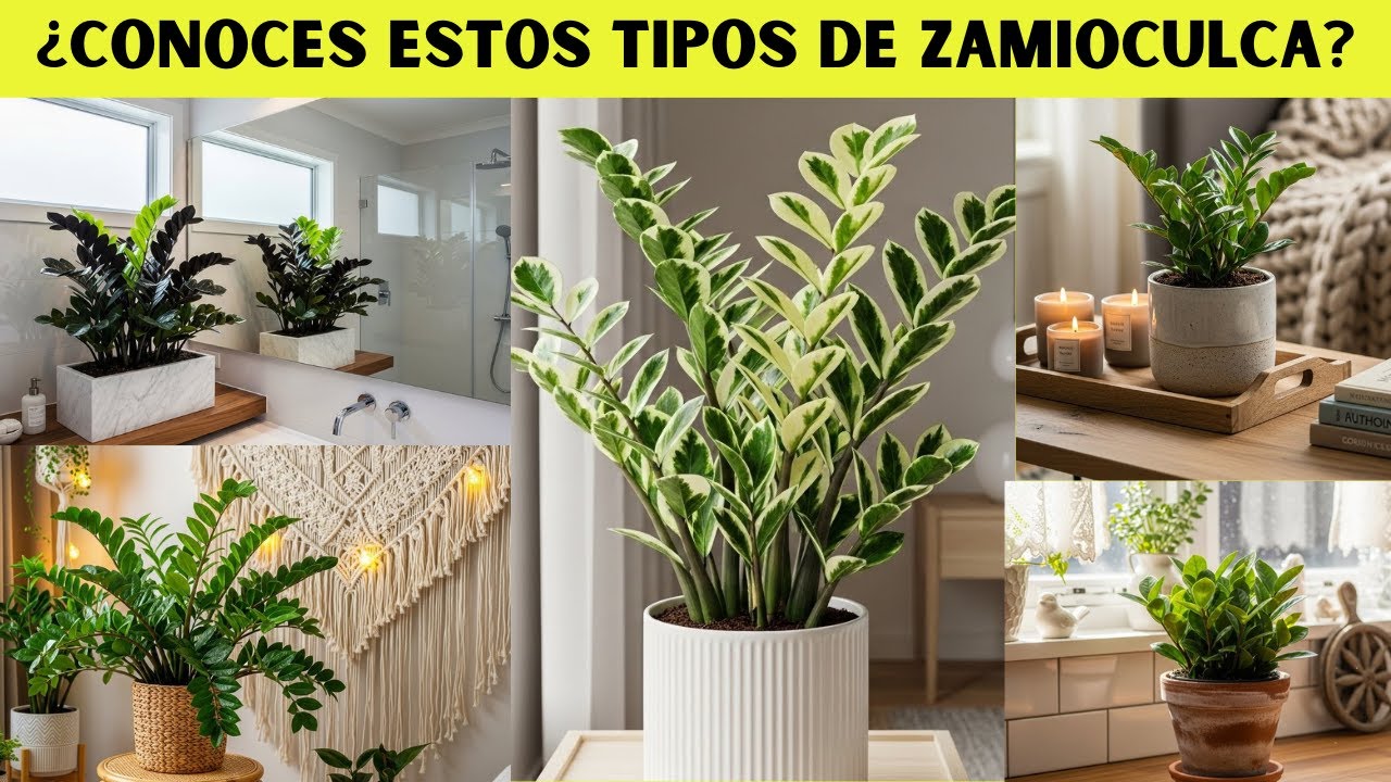 ¡5 Tipos de Zamioculca que VAN a REVOLUCIONAR la Decoración de Tu Casa en 2025!
