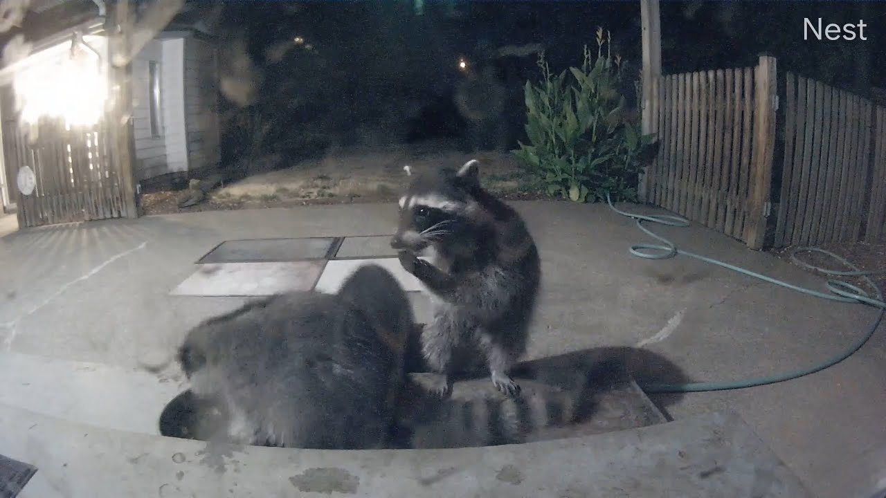 Messy Raccoons trash our patio porch! (OWL 2734)
