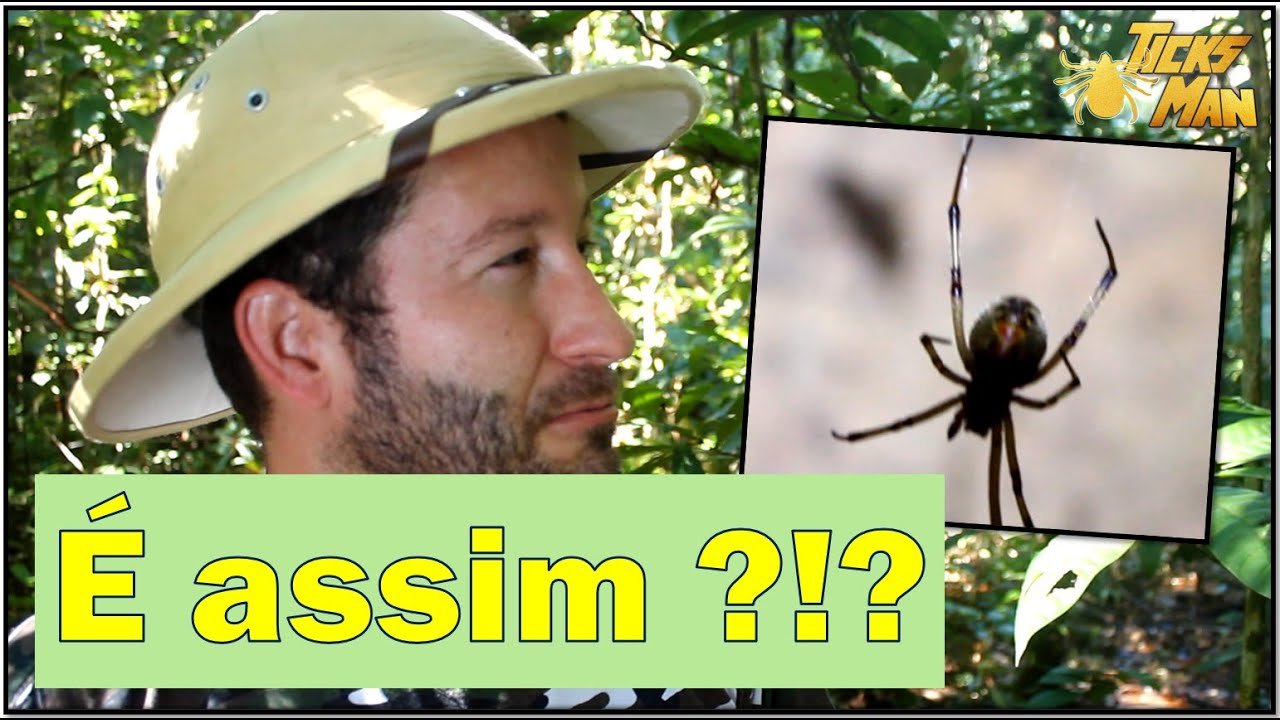 Rituais de acasalamento de aranhas | Aranha viúva negra