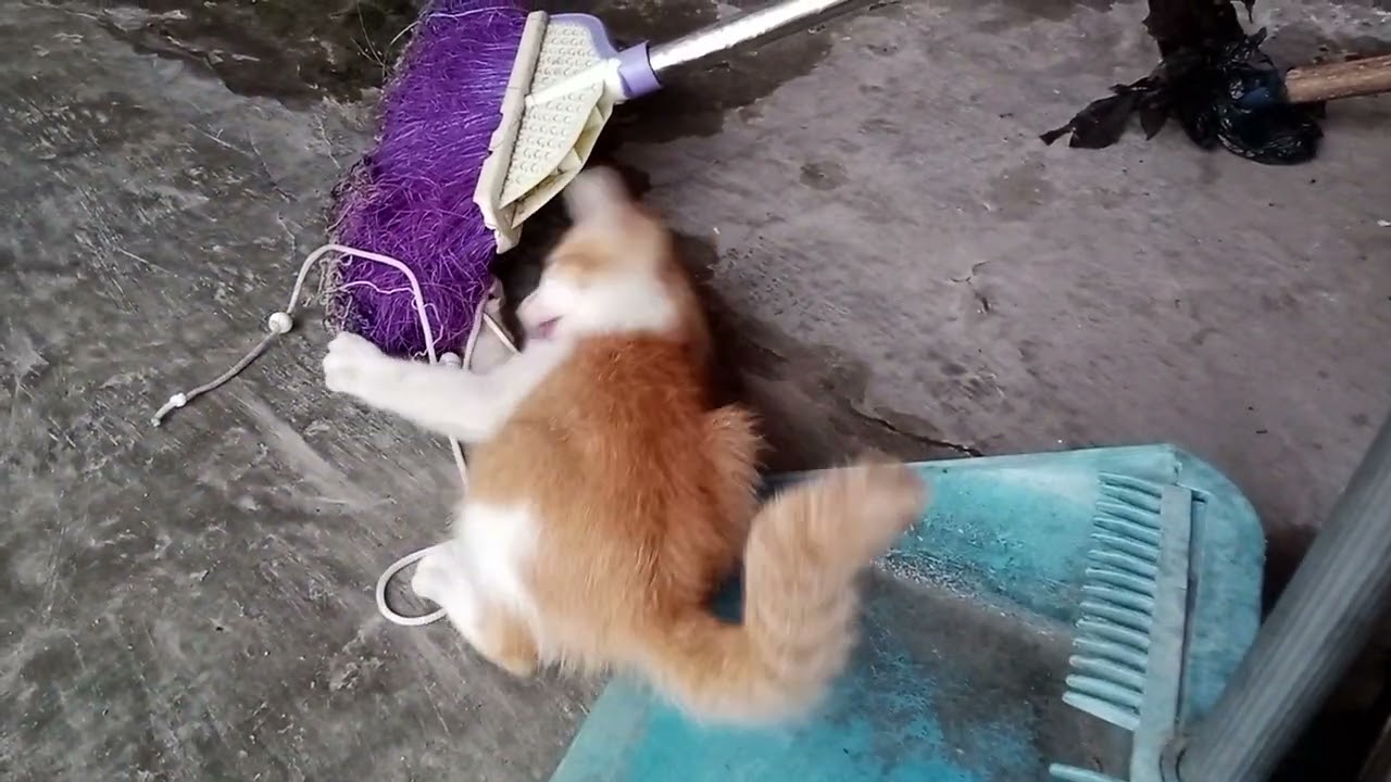 Oyen sepeninggal Bubu| 2 Desember 2025