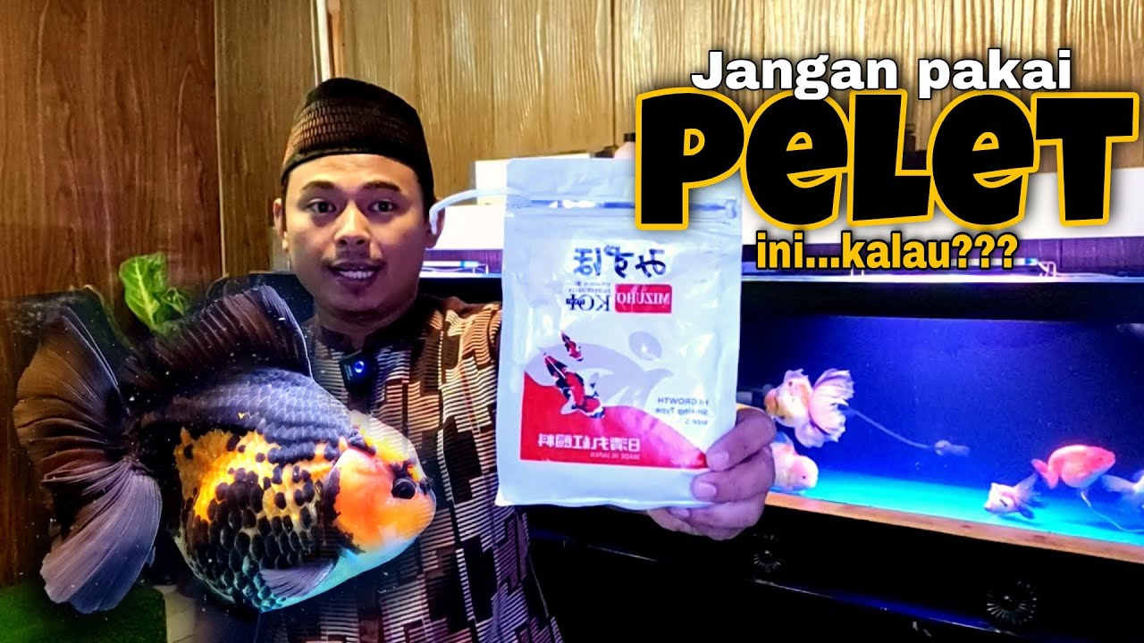 REVIEW JUJUR - MIZUHO HI GROWTH - EFEK UNTUK IKAN MAS KOKI 🔥🔥🔥