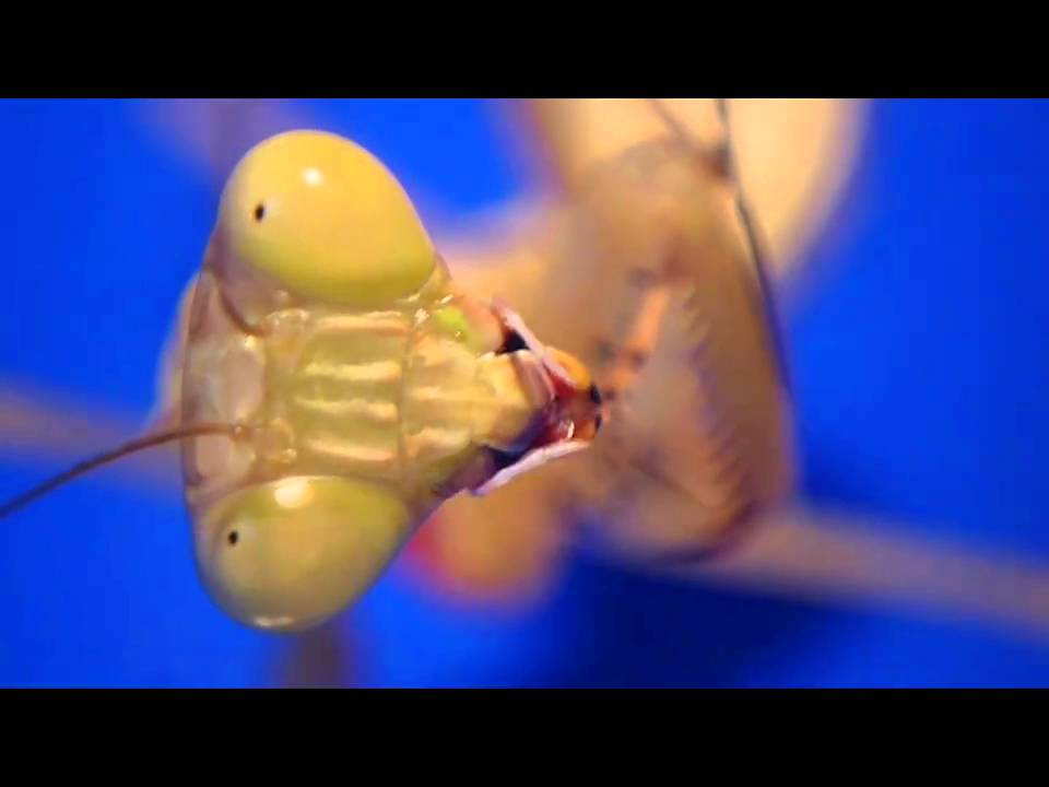 L6 Jade Nymph (Hierodula salomonis) Macro Clip