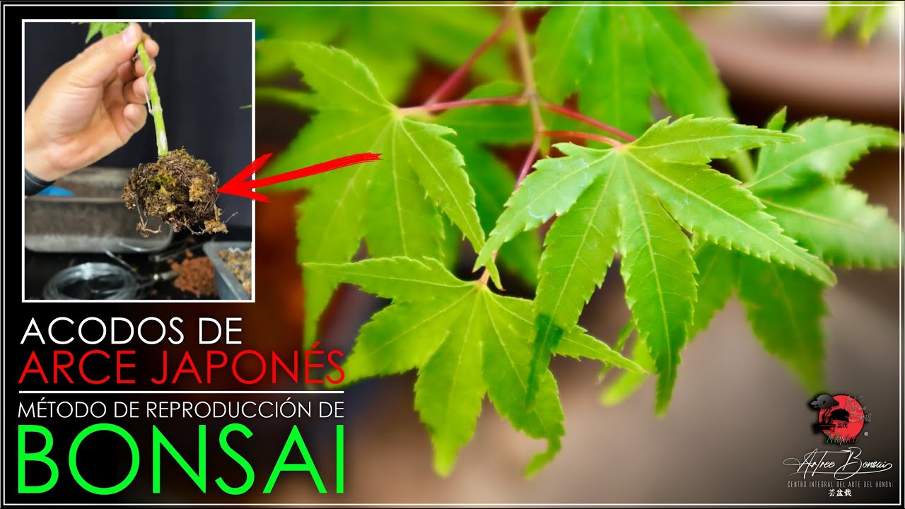 🌳 ACODOS y ESQUEJES de Arce Japonés! | El Mejor Método de Reproducción