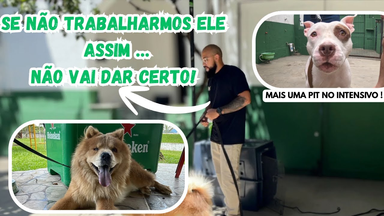 SERÁ QUE VAI DAR CERTO?! MAIS UMA PITBULL!!! Vlog #003 