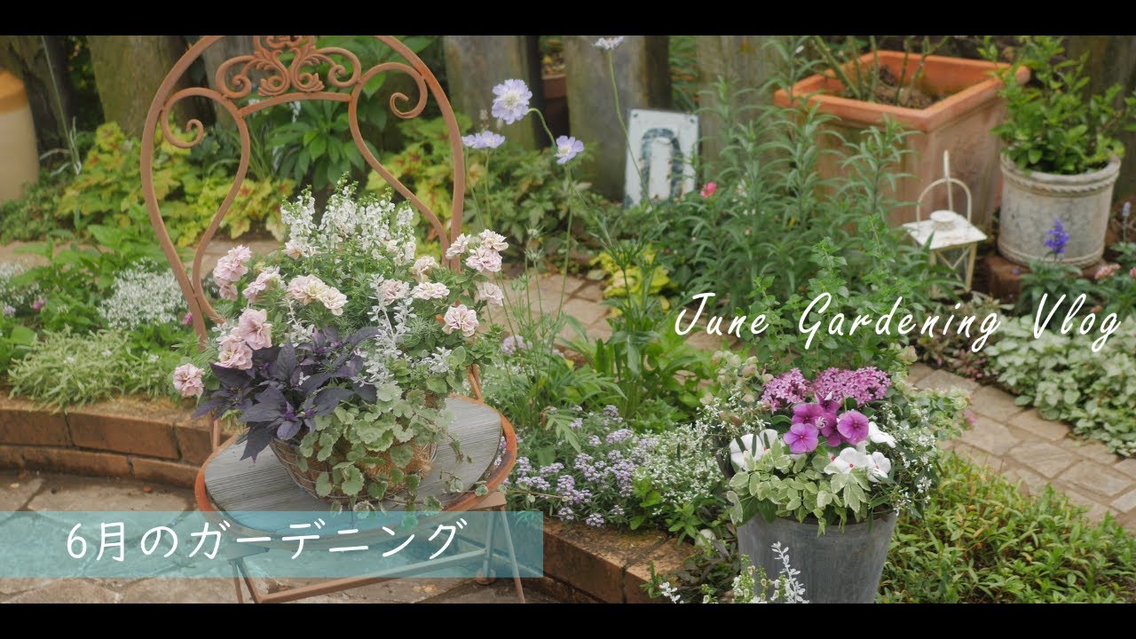 Japan Life / Garden Vlog |Июнь Сад и садоводство | Посадка петуний