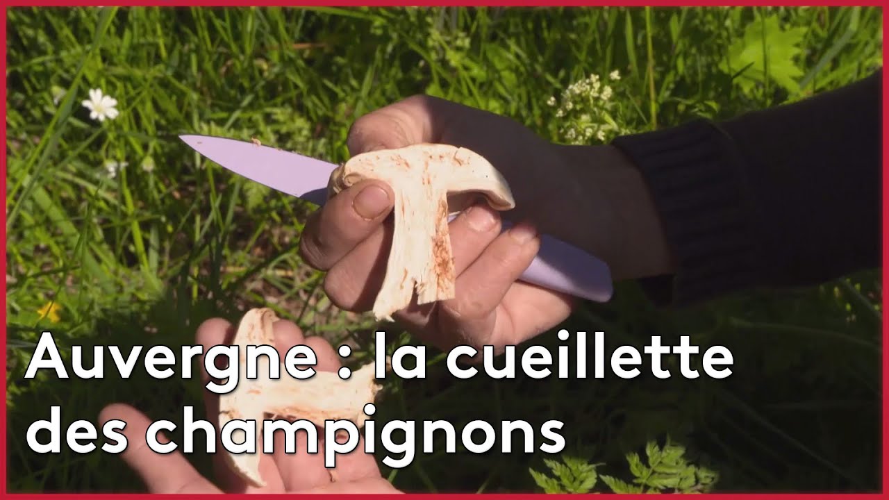 Auvergne : la cueillette des champignons