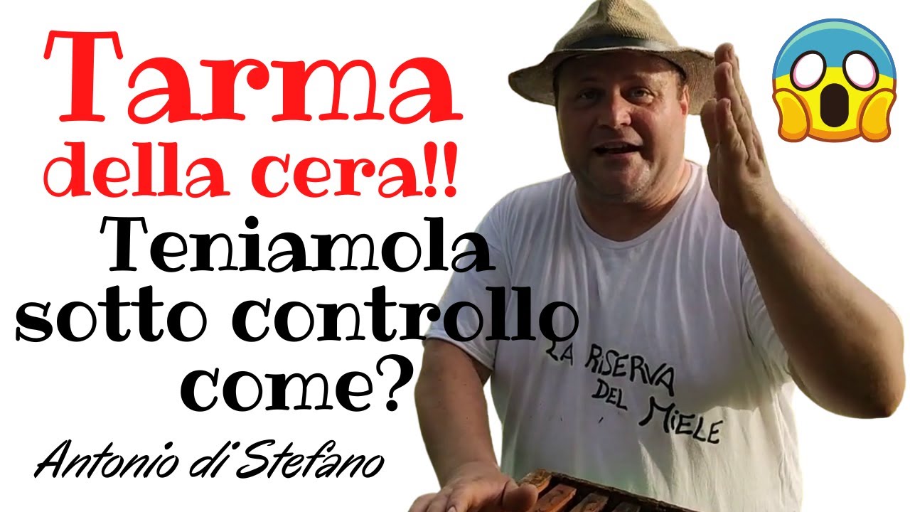 Tarma della cera come tenerla sotto controllo? come ? e Perchè?