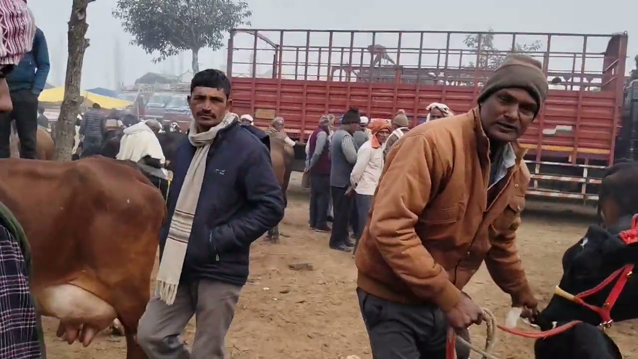 छपिया पशु बाजार मंगलवार का नजारा | छपिया पशु मंडी कब और कहा लगती है गोरखपुर में 