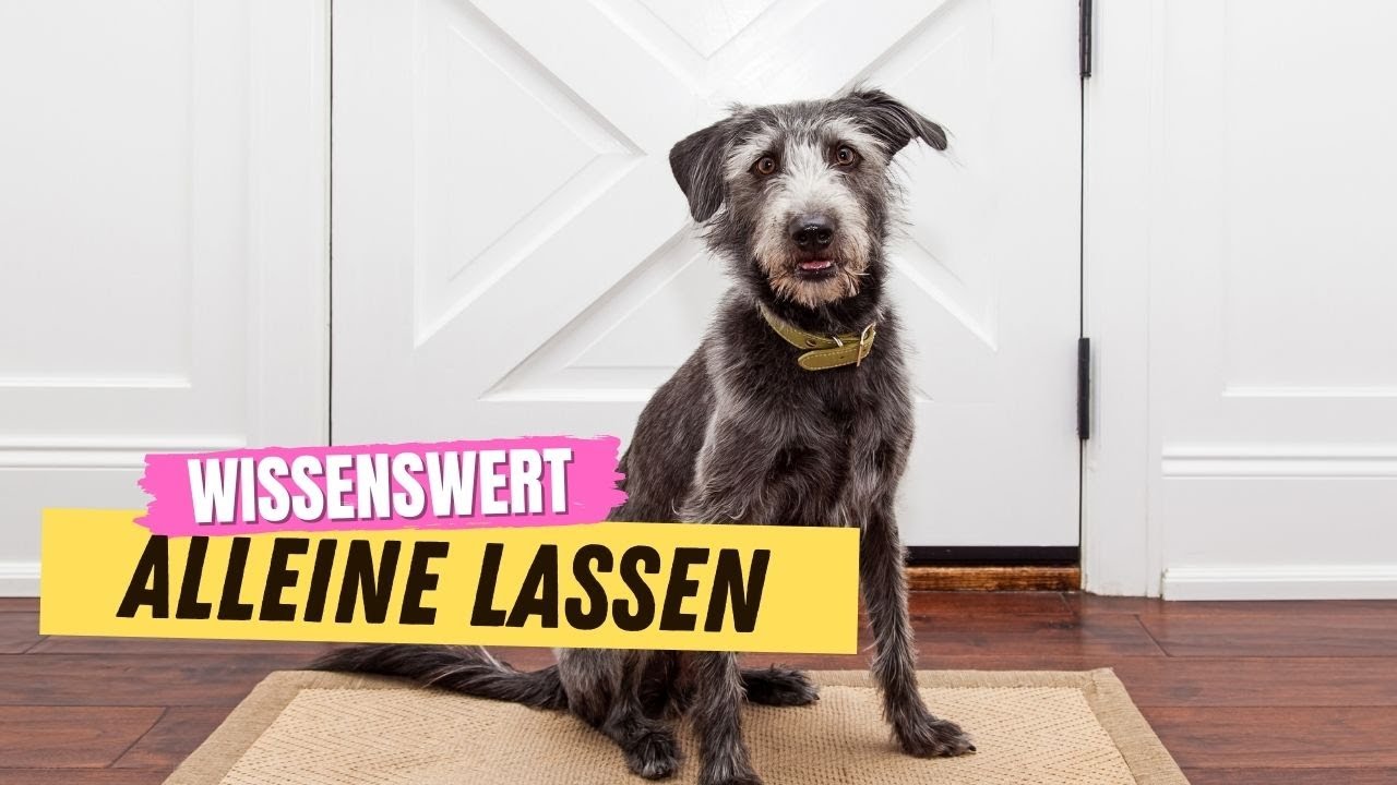 DARUM solltest du deinen Hund f&uuml;r 15 Minuten alleine lassen ✅