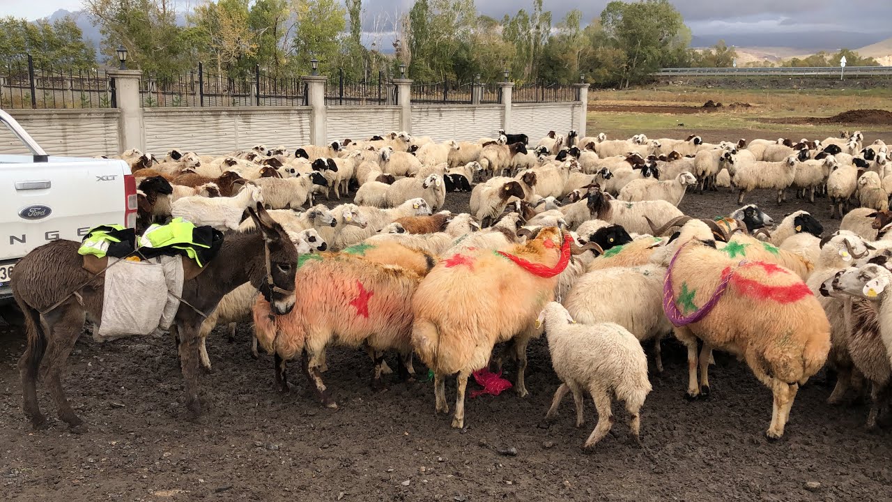 Kümbetli köyünde Koç katımı