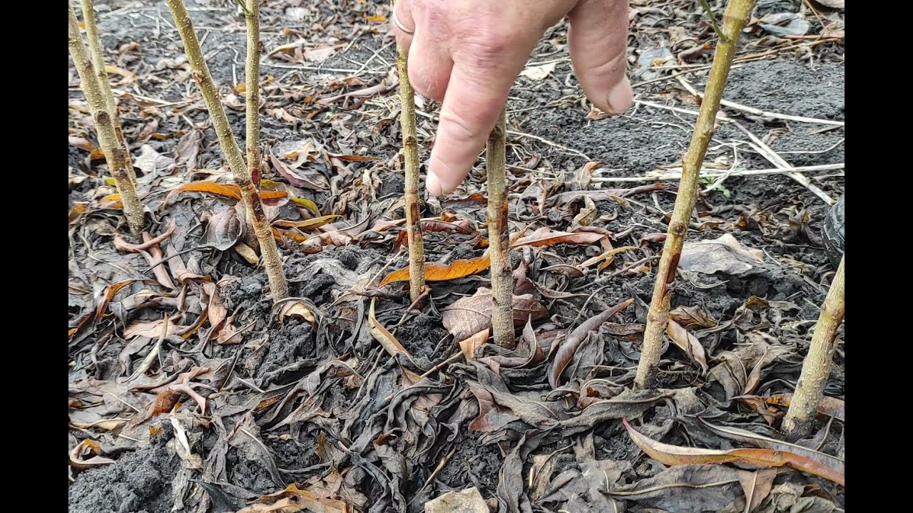 Як дурять на продажі сортових саджанців / How fools are on the sale of varietal seedlings