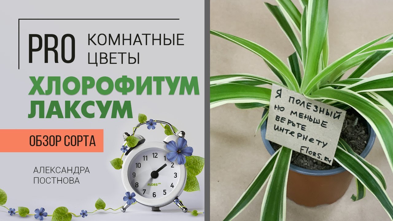 Хлорофитум Лаксум - видеообзор сорта
