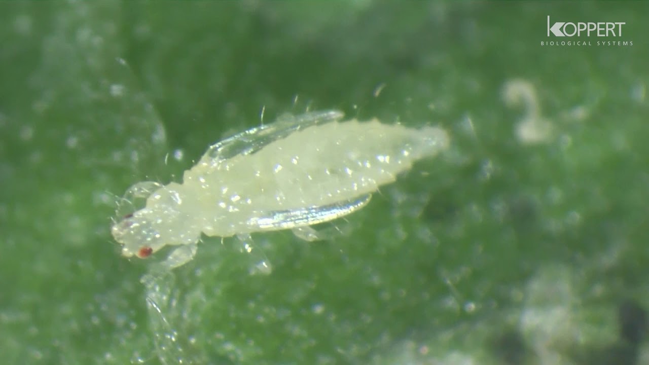 Cycle de vie thrips Frankliniella occidentalis