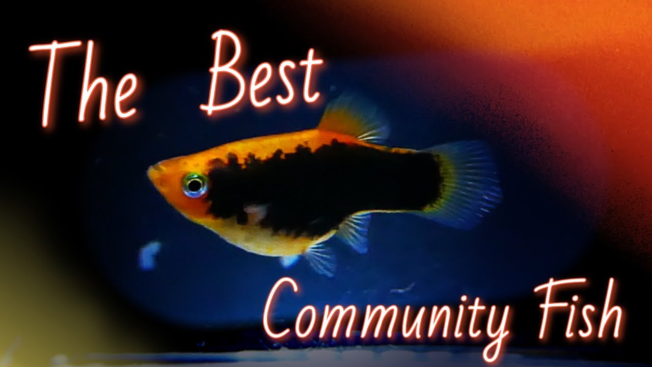 Platy Fish (w centrum uwagi)