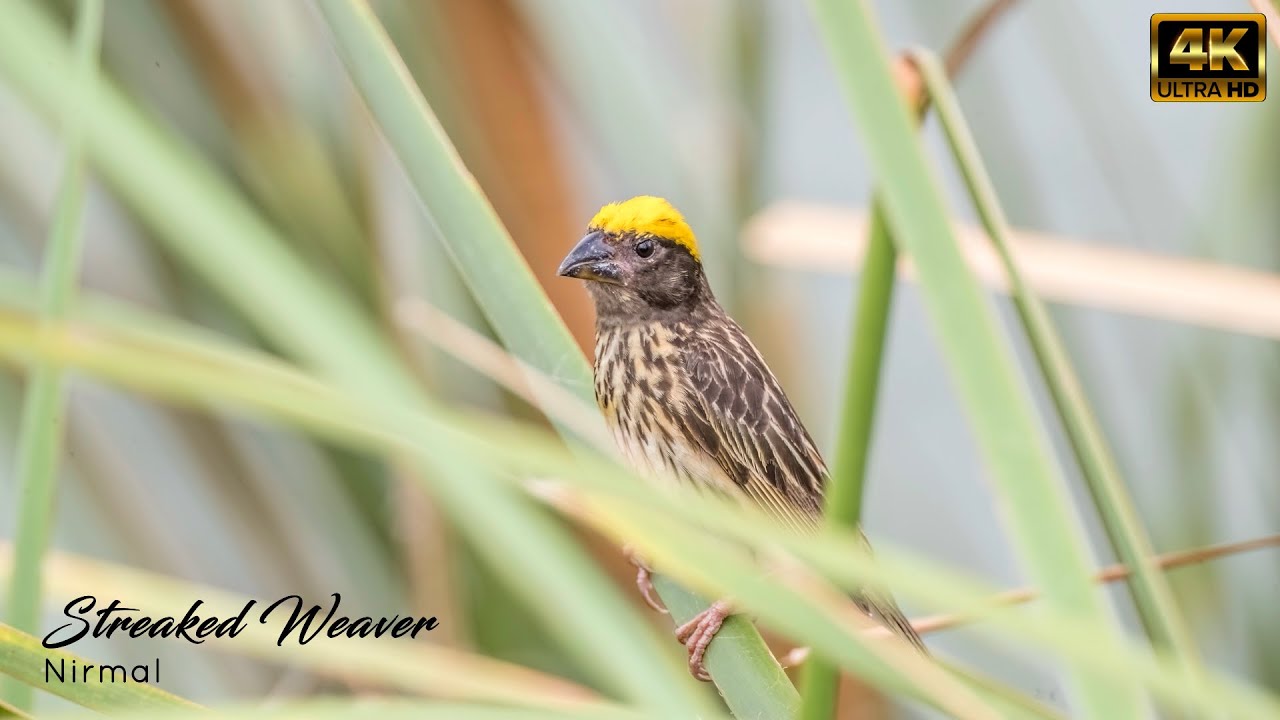 Streaked Weaver - Sri Ram Sagar Project, Nirmal