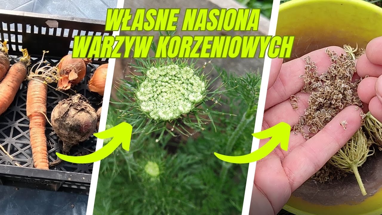 Jak pozyskać własne nasiona marchwi, pietruszki, buraczków, cebuli? Posadź korzenie w kwietniu!