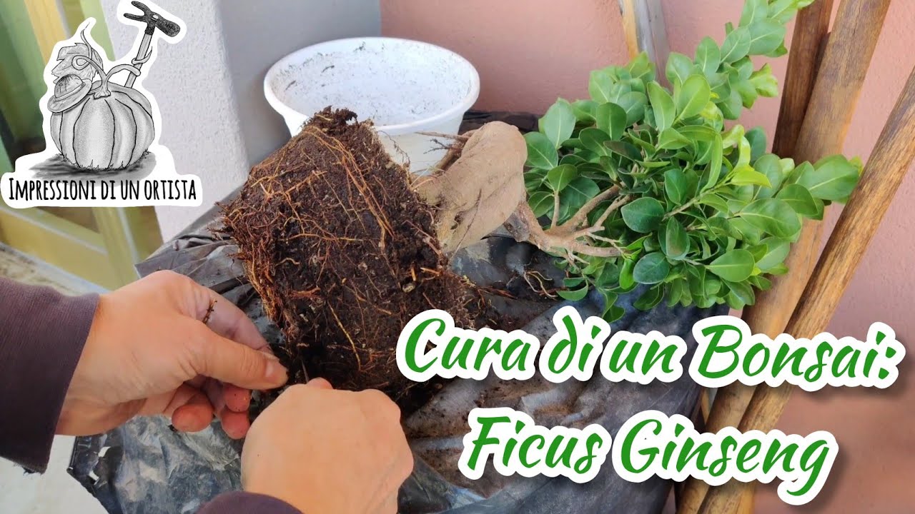 Bonsai Ficus Ginseng (LIDL): Rinvaso e Annaffiatura, prime cure.Tecnicamente è il falso rinvaso.