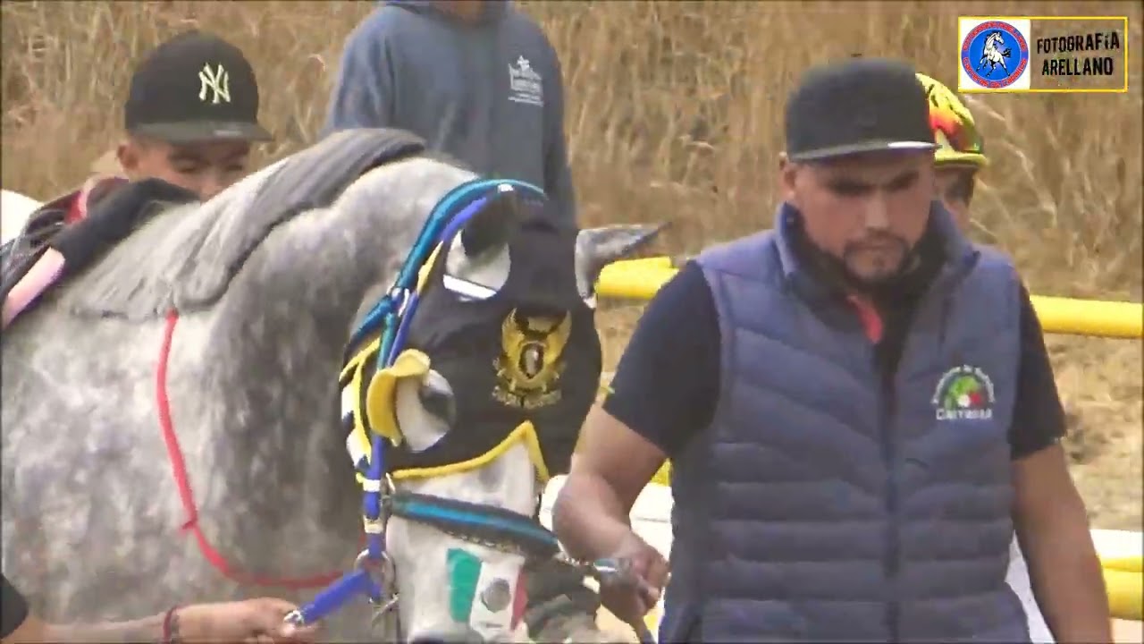 REGALO vs CAMPESINO vs BILLY BOY