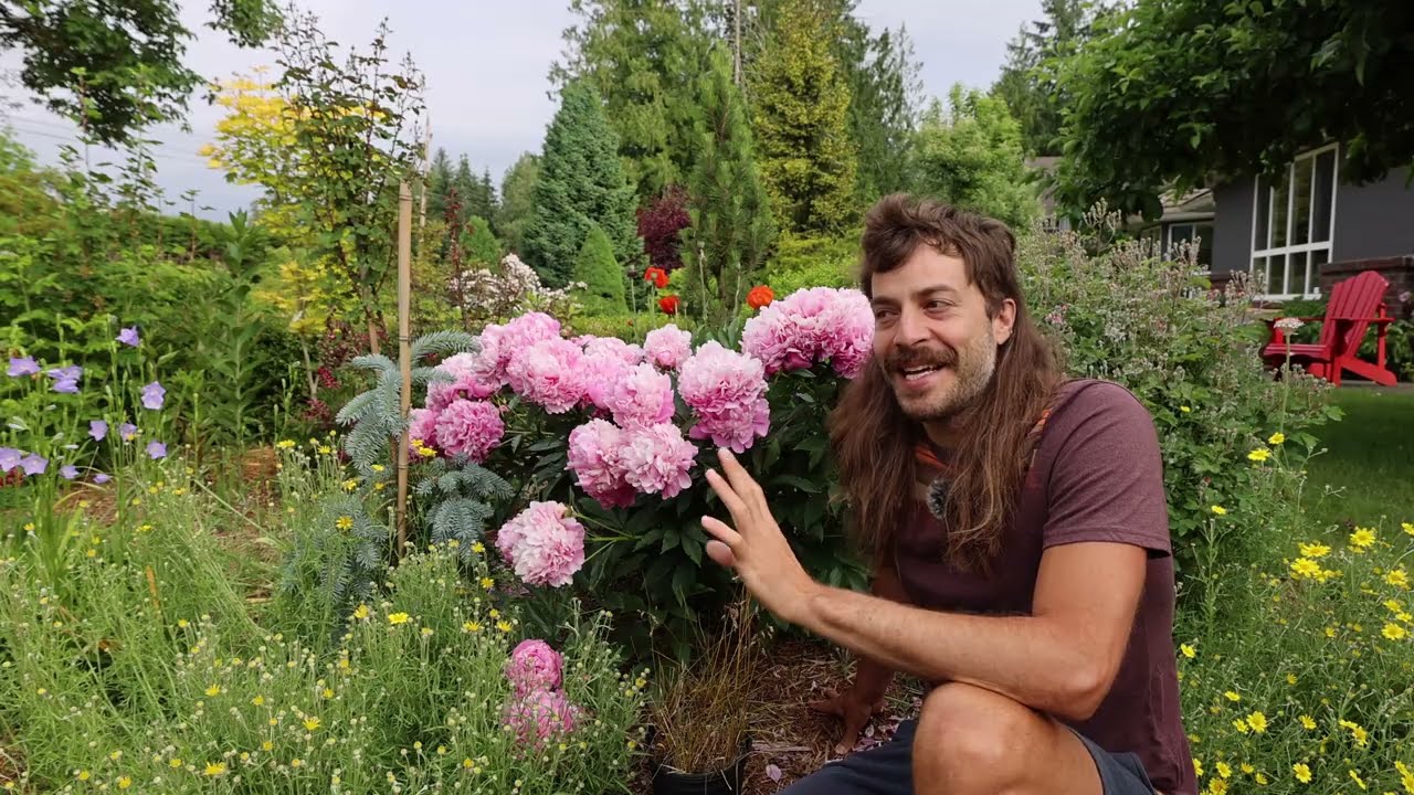 Why I like to lift & divide my Peonies (and why you might want to as well) 18 month update!