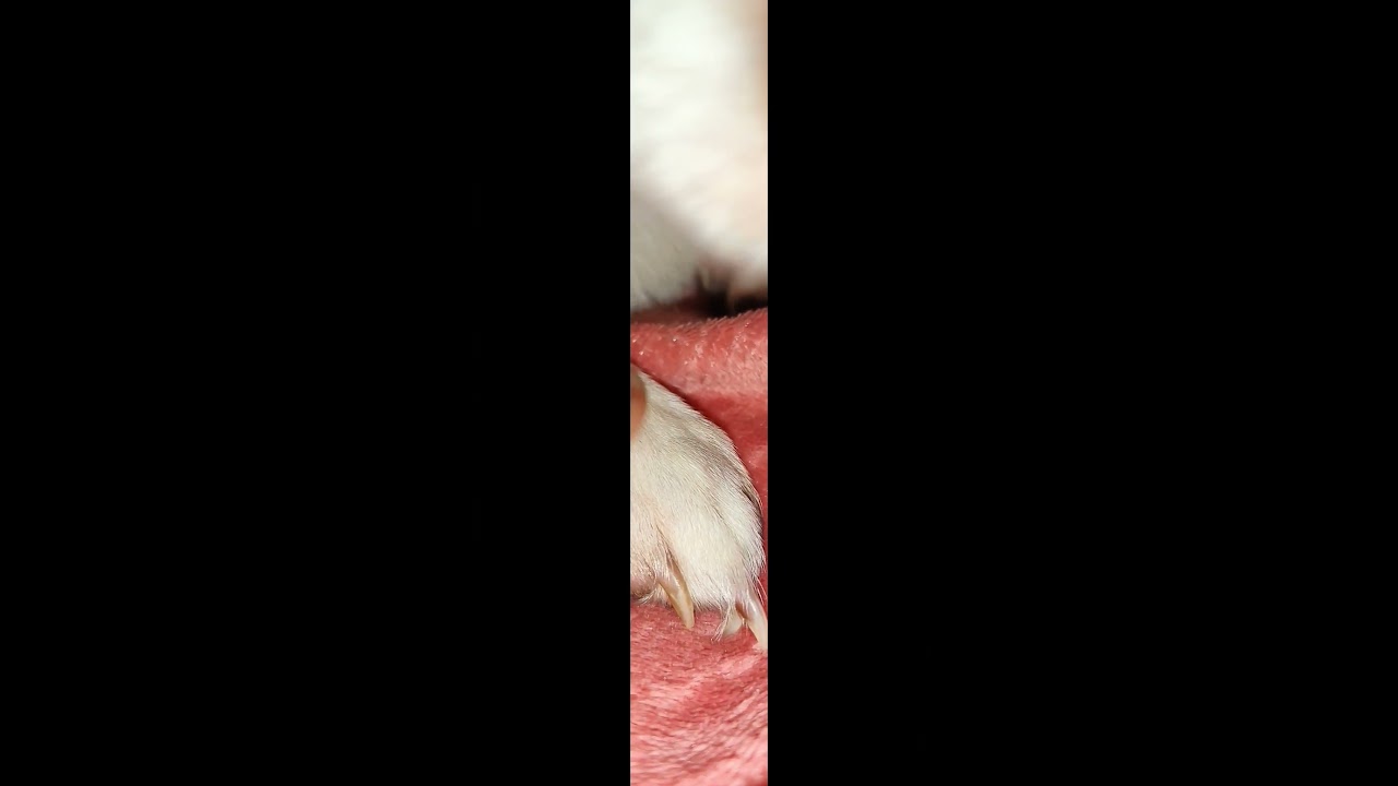 Gioia che respira insieme 💞 #pets #doglover #dog #jackrussell #jackrussellterrier