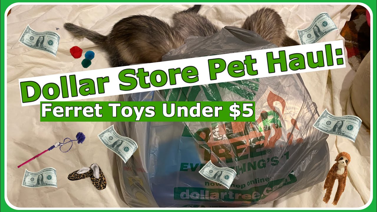 Dollar Store Pet Haul: Ferret Toys Under $5