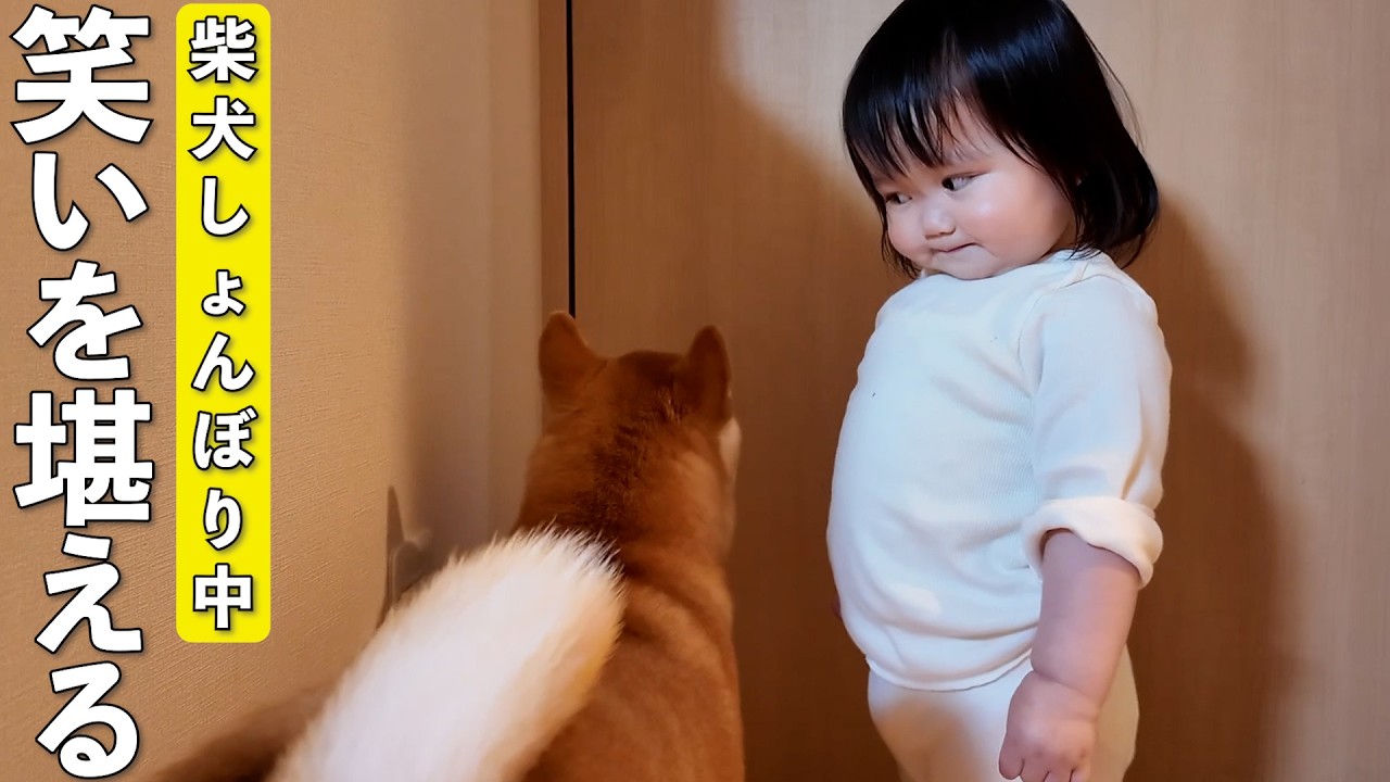おばあちゃんが帰って落ち込む柴犬に爆笑する1歳娘がこちらですwww