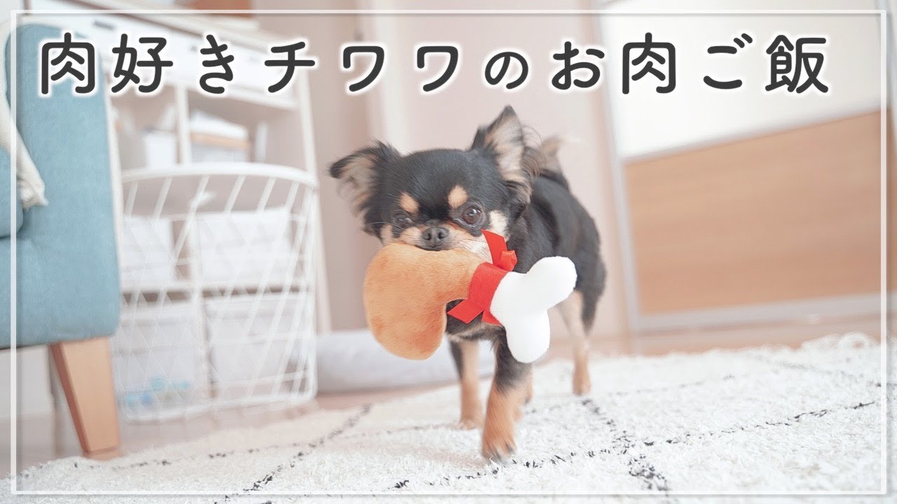 チワワが豪快にお肉にかじりつく顔が癒されます！