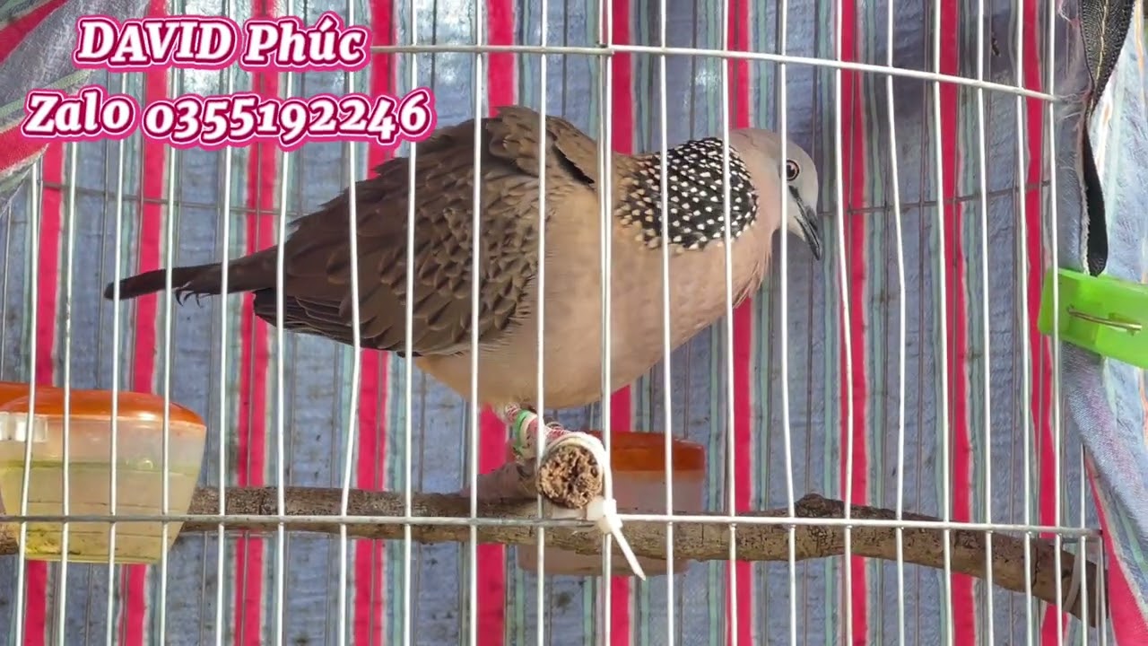 Chia sẻ những dòng mái hay của trại nhà em . Chim cu gáy Malaysia về cho anh em ghép đẻ 
