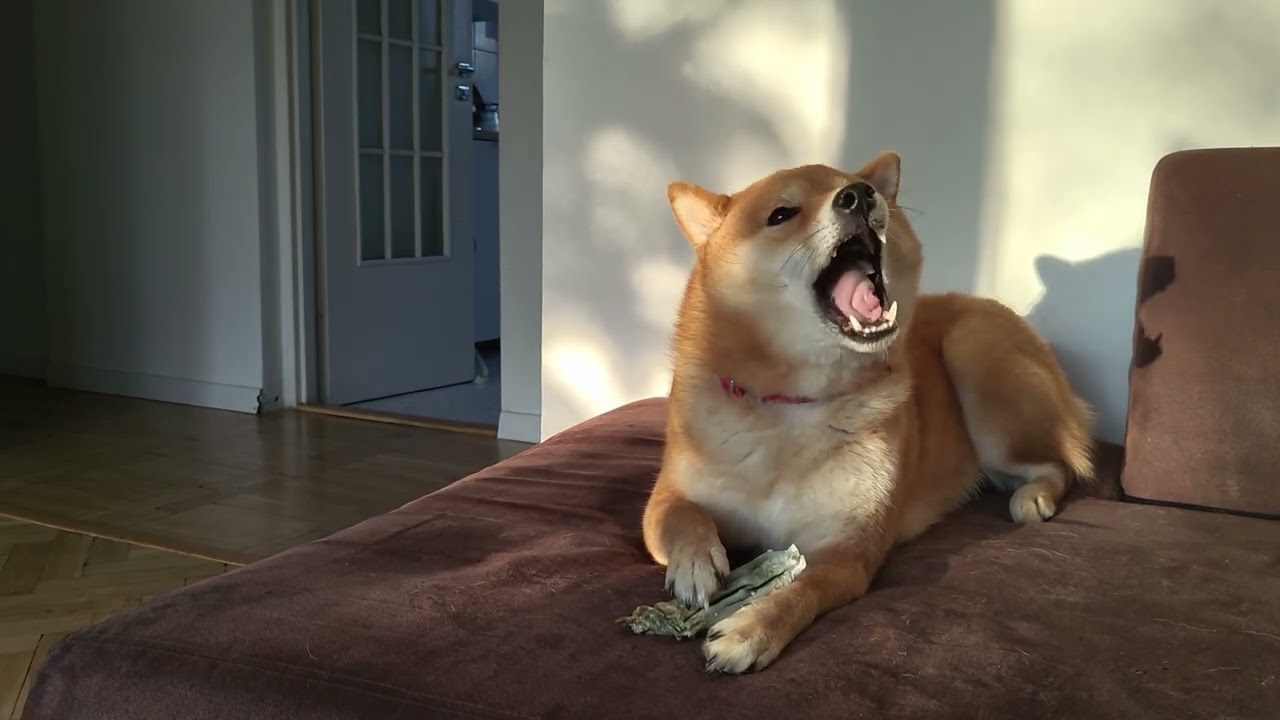 ASMR Doge Meditation (Shiba chewing)