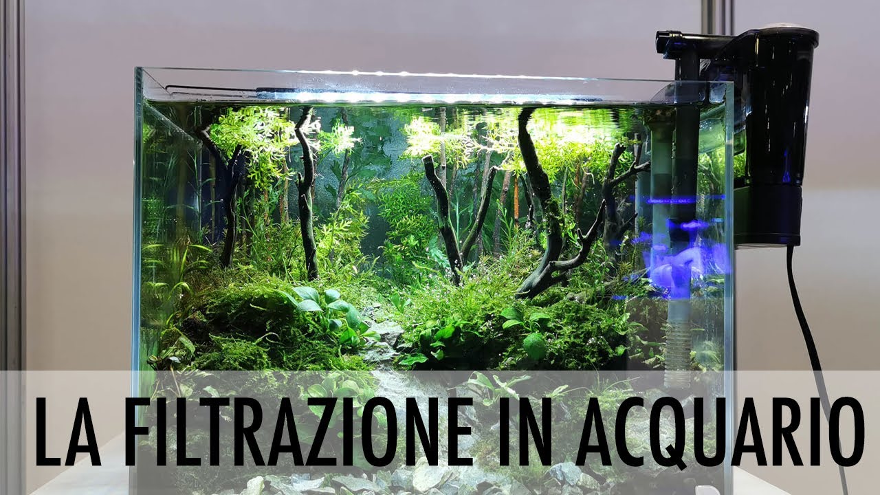 La filtrazione in acquario