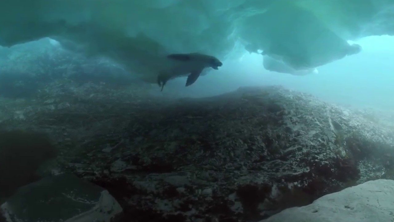 360º: O incrível mergulho debaixo de um iceberg na Antártida