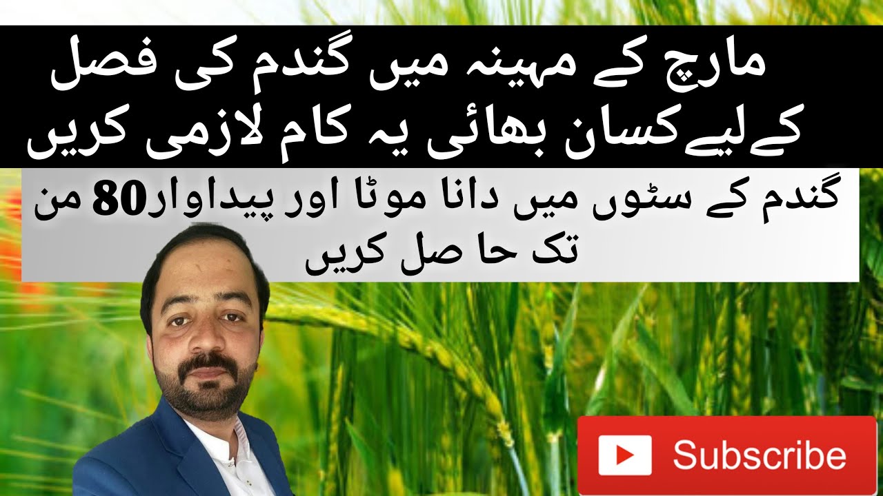 wheat grains filling stage|wheat care inlast month|how to increase weight of wheat grains|wheatyield
